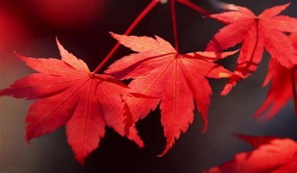 和平精英落叶辅助怎么用